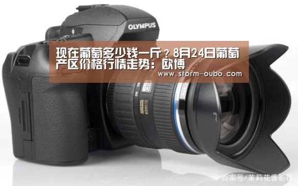 现在葡萄多少钱一斤?8月24日葡萄产区价格行情走势:欧博(图1) 欧博