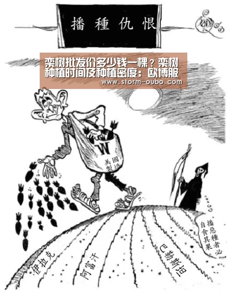 栾树批发价多少钱一棵?栾树种植时间及种植密度:欧博服务(图3) 欧博
